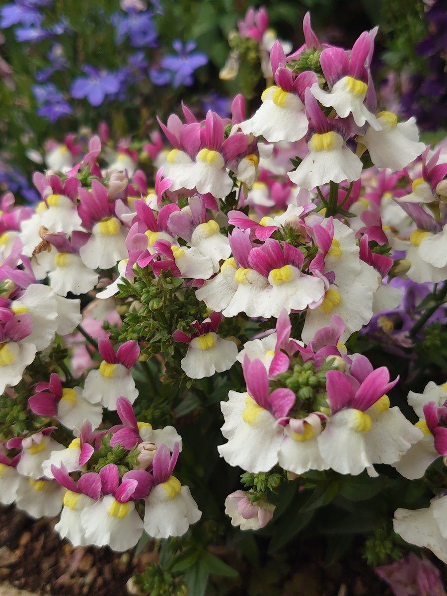 maririn63's tweet photo. あしかがフラワーパークで見つけたいろんなお花たち
藤の花ばかりでなく
他の花々も可愛かった♪ https://t.co/pbj5R0fXwH