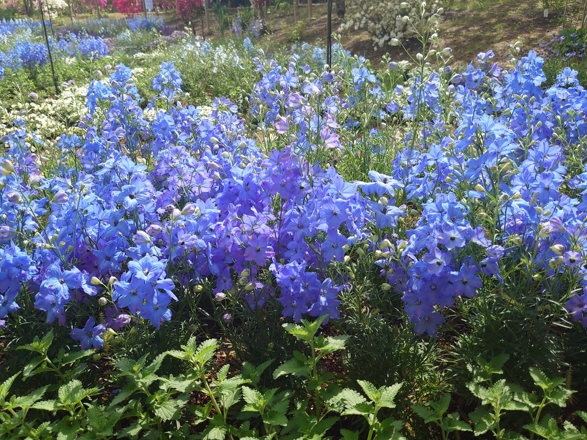 maririn63's tweet photo. あしかがフラワーパークで見つけたいろんなお花たち
藤の花ばかりでなく
他の花々も可愛かった♪ https://t.co/pbj5R0fXwH
