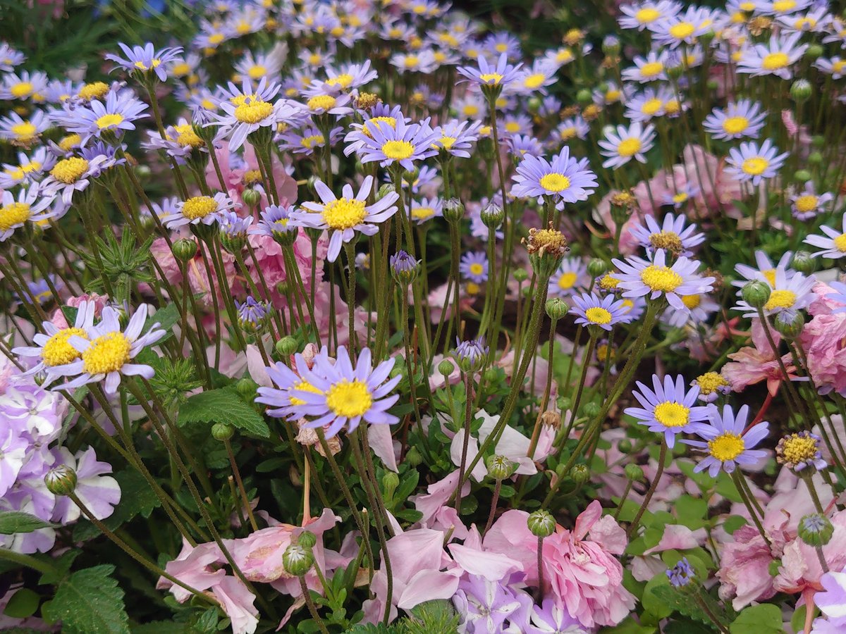 maririn63's tweet photo. あしかがフラワーパークで見つけたいろんなお花たち
藤の花ばかりでなく
他の花々も可愛かった♪ https://t.co/pbj5R0fXwH