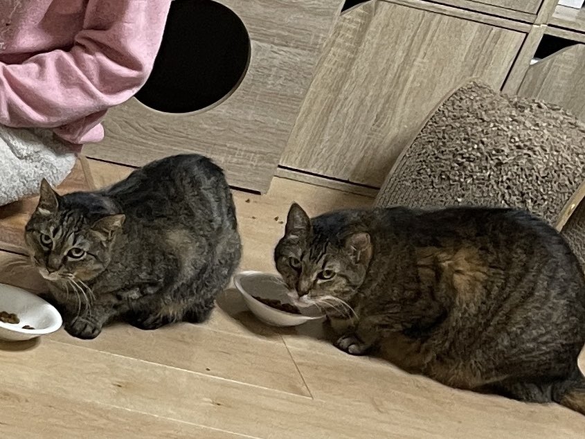 猫整体　キュベレイ tweet media