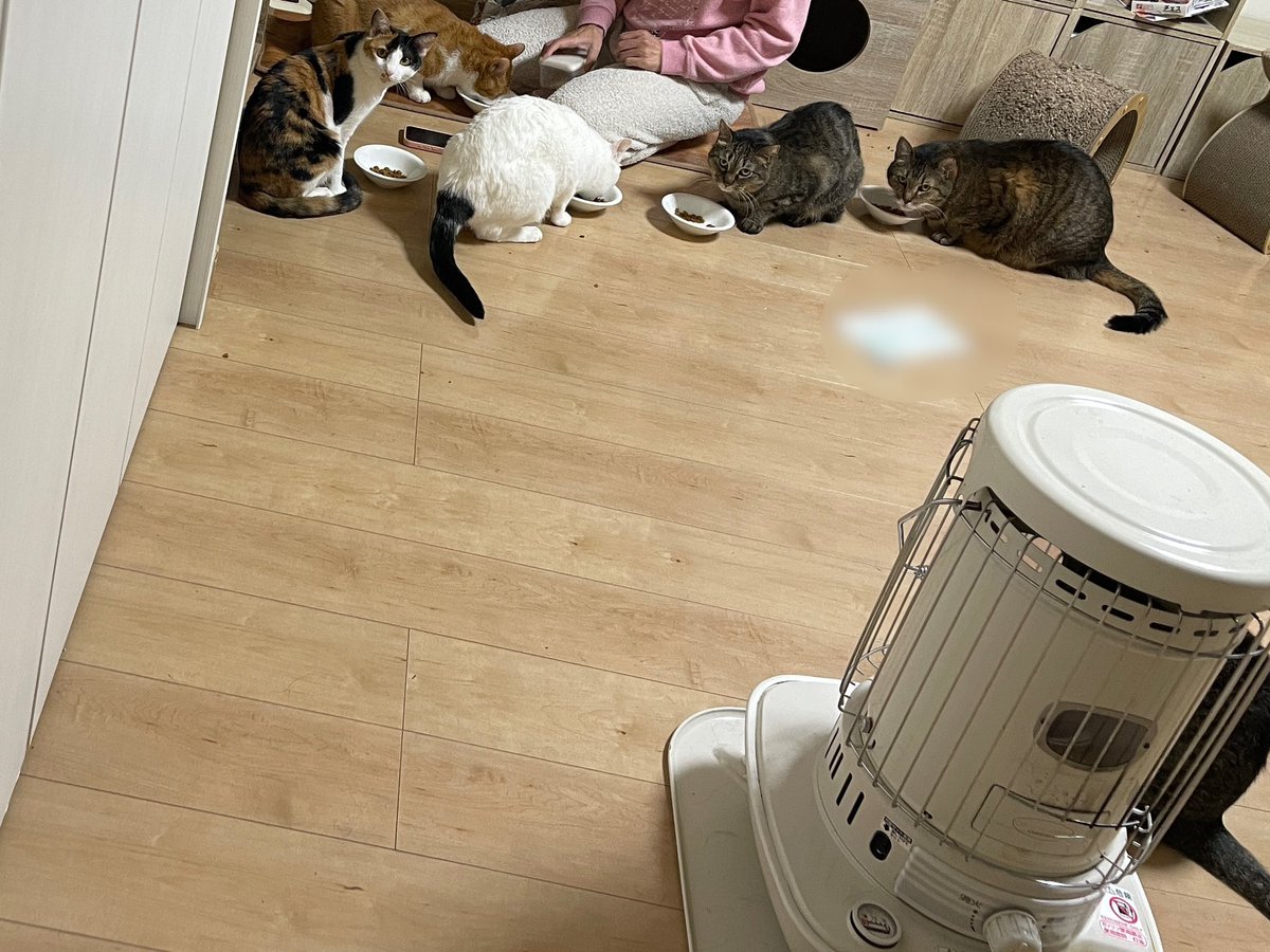 猫整体　キュベレイ tweet media