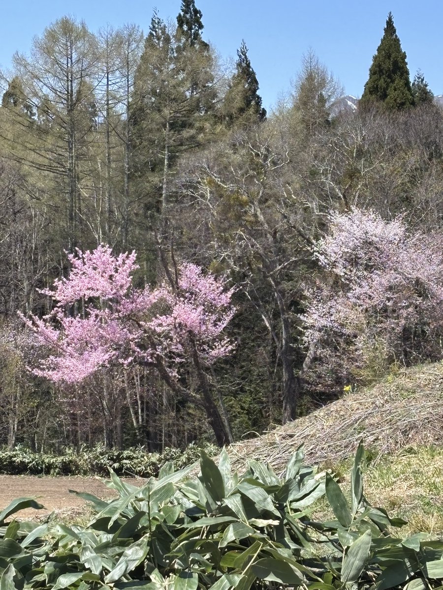 nakanaka777 tweet media