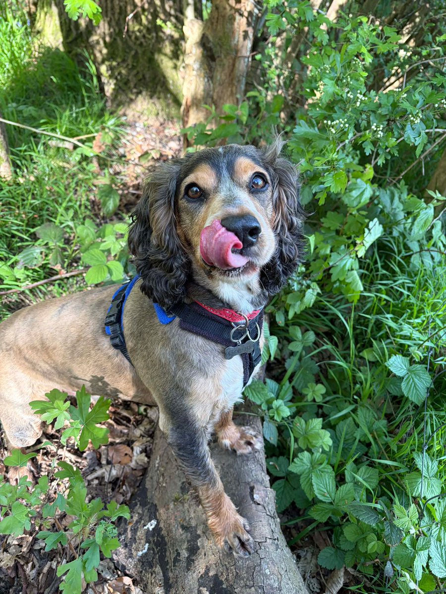 Reggie the Cocker 🐶 🐾👹 tweet media