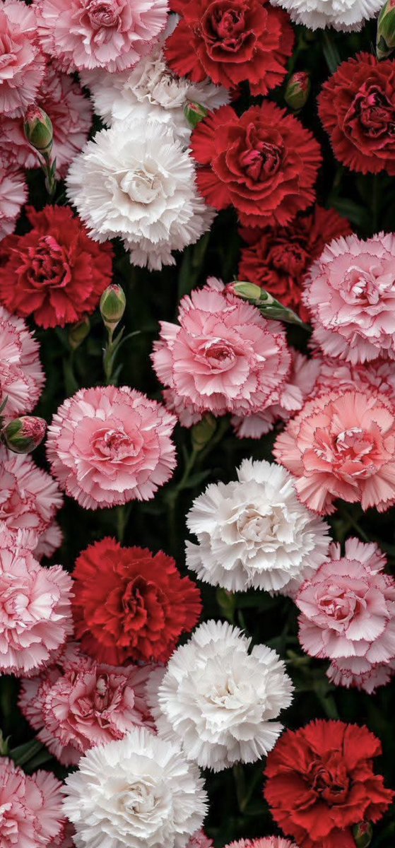 لمن يضيئون #المساء ، بنقاء قلوبهم ♥️

#مساء_الخـير 🌺🌸