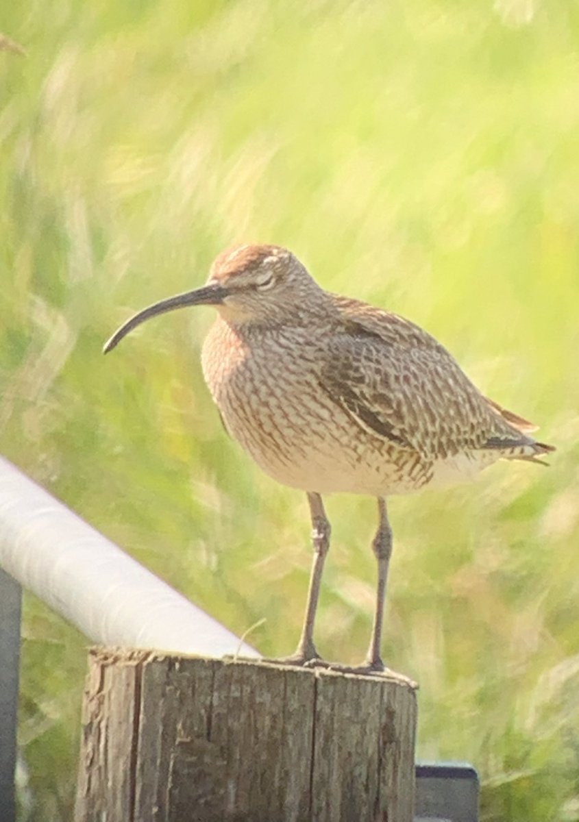 CarlButtle's tweet photo. Whimbrel this morning Share Marsh, Carlton from the river bank, 2 Cattle Egret over the river https://t.co/qUmZAm3G75