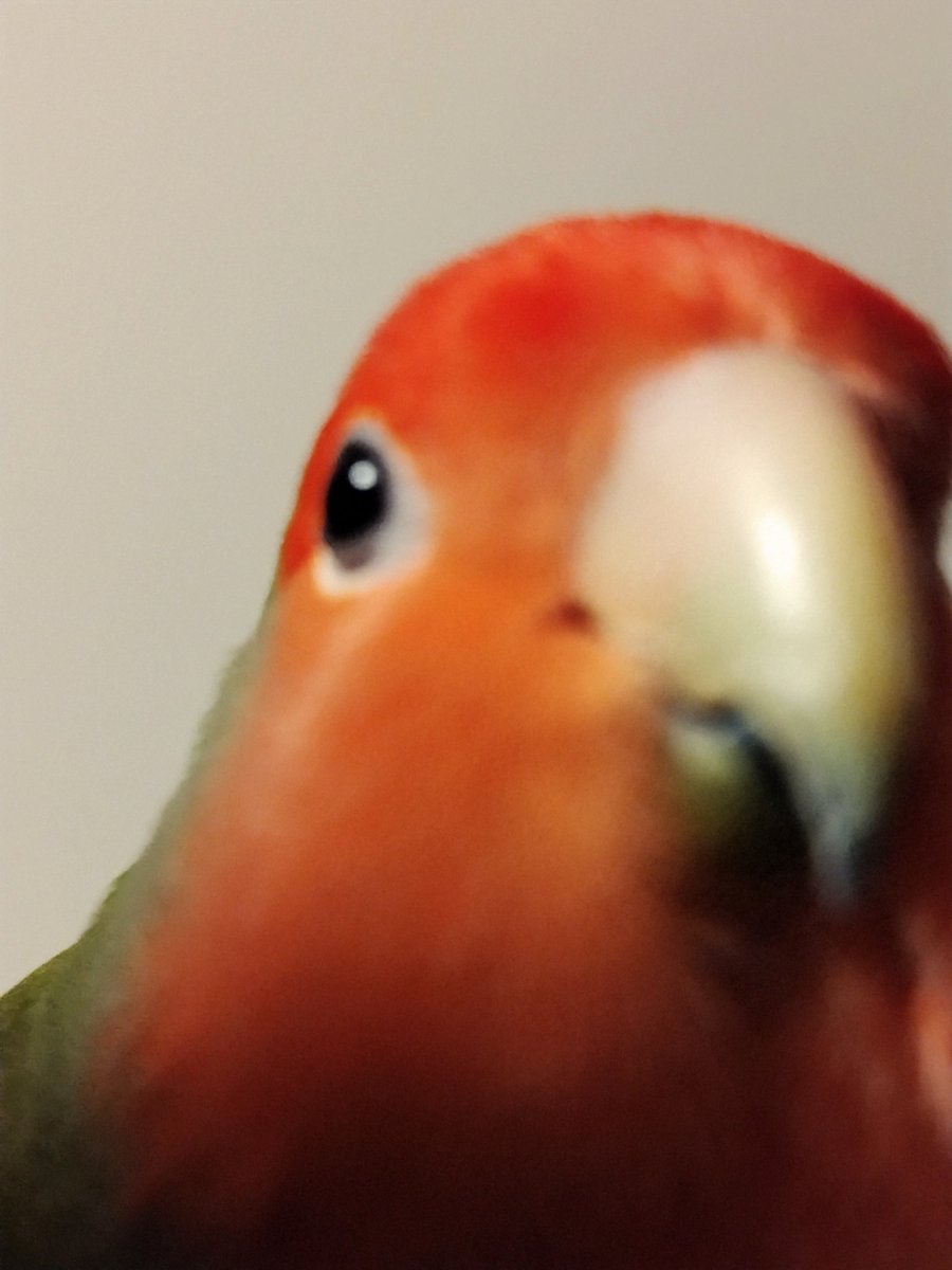 there836's tweet photo. 144 #peachface #tooclose https://t.co/032W5lPvnR