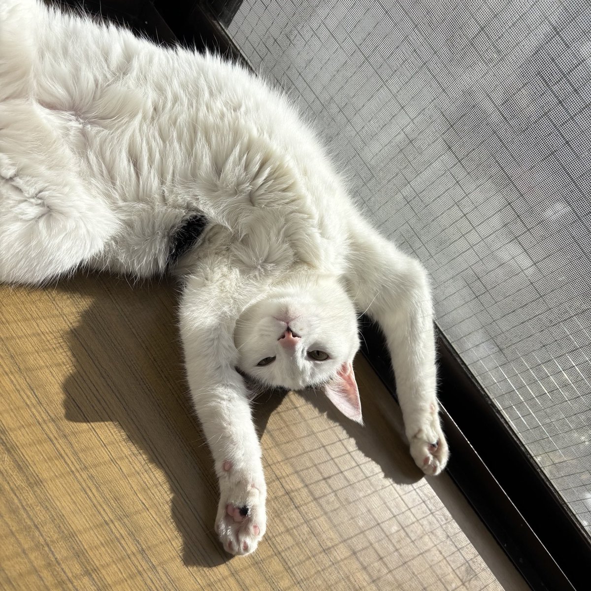 陽だまり猫の会－東京都あきる野市－ tweet media