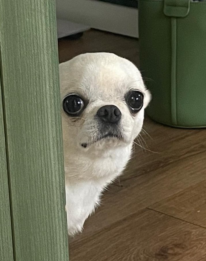 BMS Sollddat tweet media