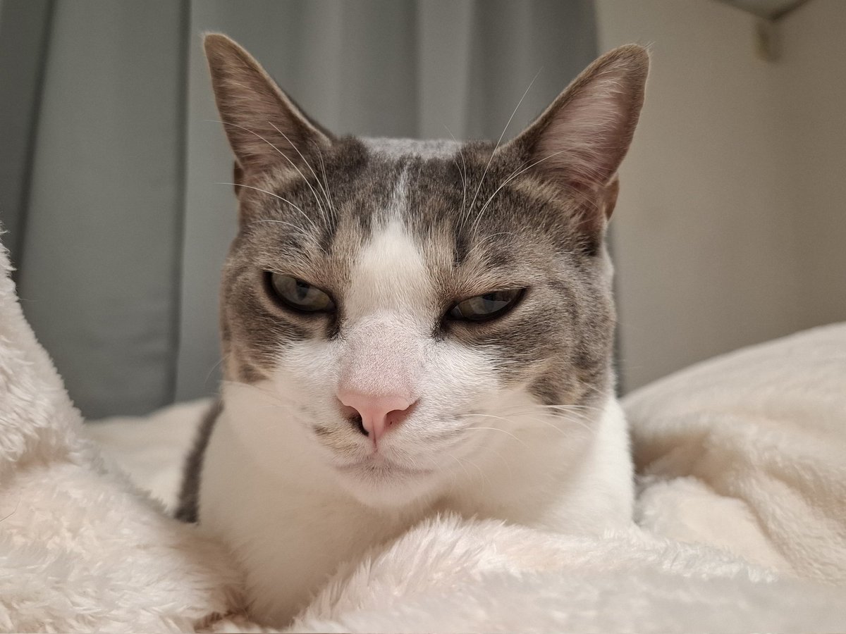 今日はお気に入りのお洋服にプロテインドリンクといちごジュレをこぼしました。おいしかったです。