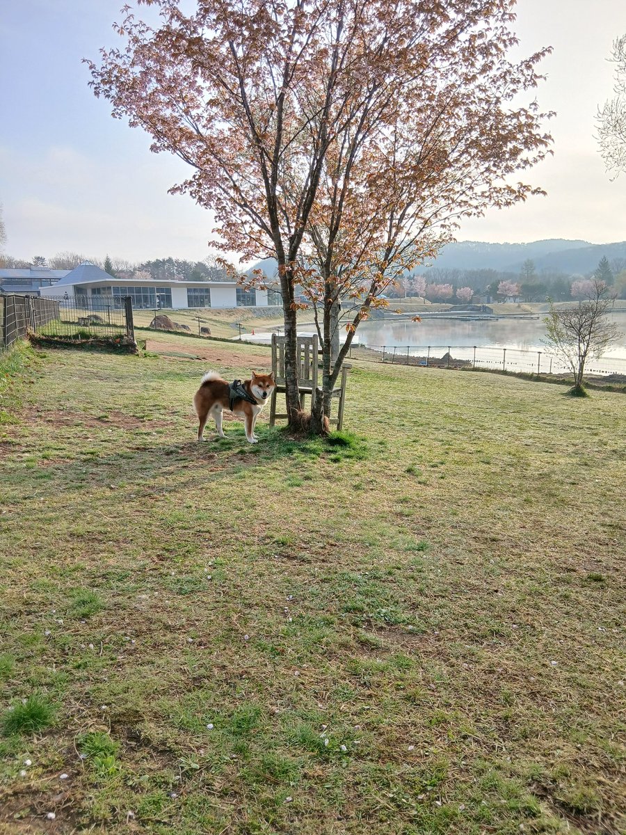 mkhatakejp's tweet photo. 福島県(エンゼルフォレスト白河高原)には、まだ桜？が残っていました😊 https://t.co/ilTvsDnMEC