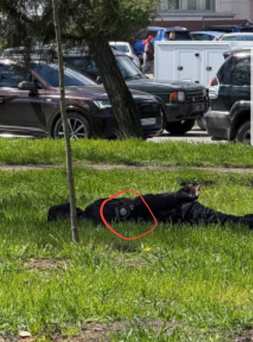 Мурзік Васильович повертається tweet media