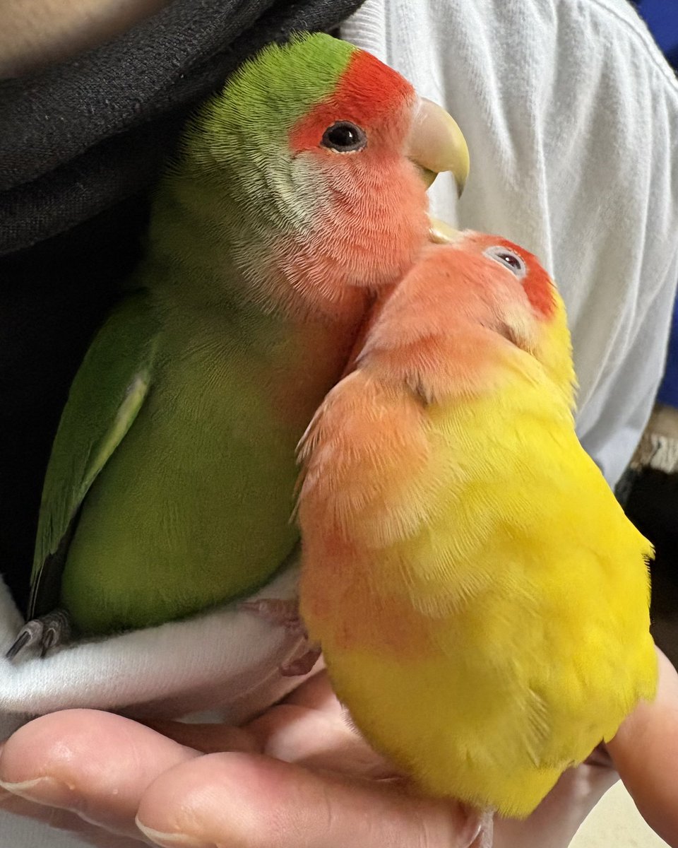 ヒカル tweet media