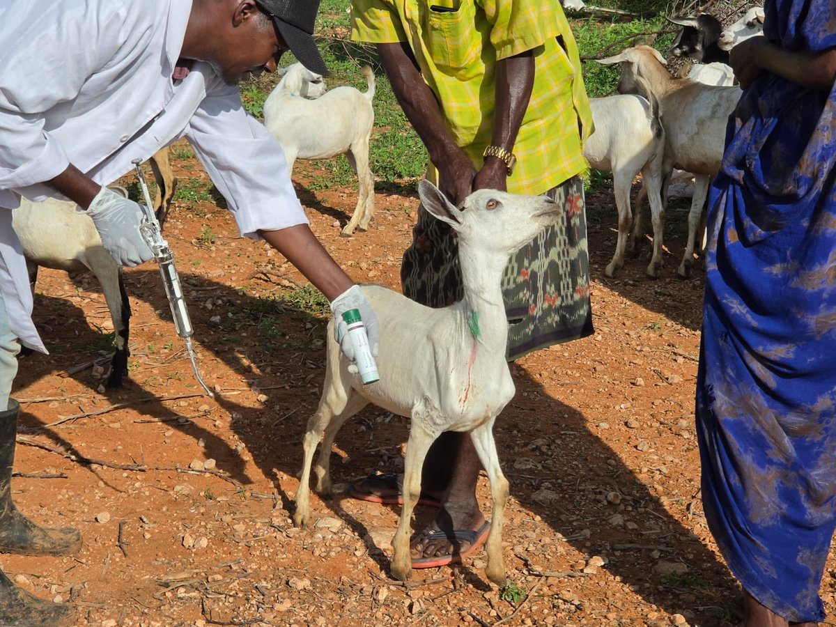 RACIDA_Ngo's tweet photo. Livestock vaccination campaign by through the #IRRProject
continues across Mandera North, West, Banisa & South.
@RACIDA_Ngo, with @Mandera_cgvt Veterinary services and with support from the @USForeignAssist ,is protecting herds and securing livelihoods.
#RACIDA #LivestockVaccination #Mandera #ASAL #LivestockHealth