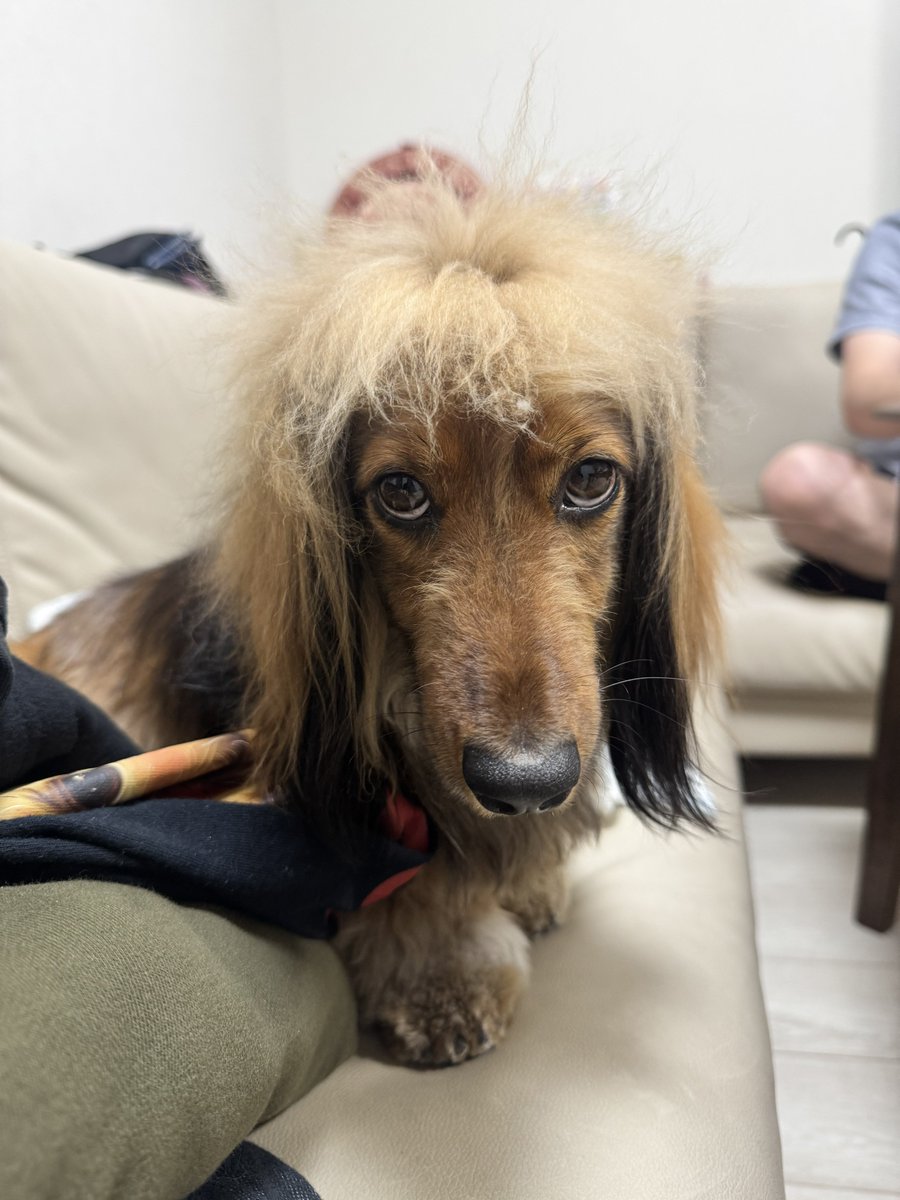 おこげ(大爆発) tweet media