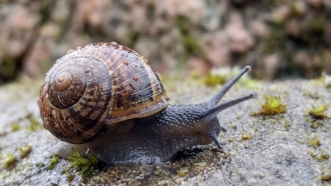 welters_org's tweet image. There is something deeply satisfying about watching this garden snail navigate the rugged textures of one of our Welters Standing Stones.

#StandingStone #NatureAndTechnology #NaturalWorld #Scotland #Biota