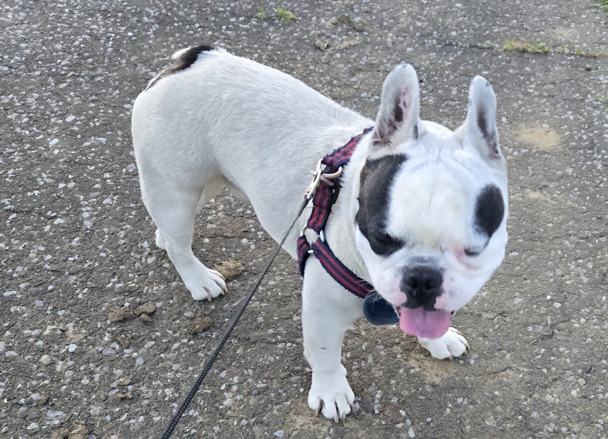 🌻ひそたん🌻 tweet media