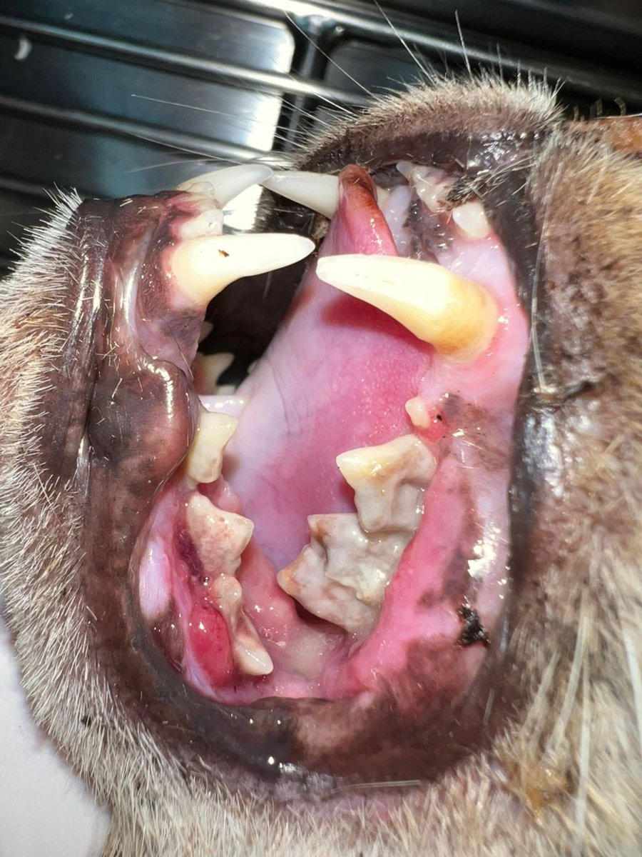 itsybitsymin's tweet photo. Hi! A quick update on poor Cicak 🥺 his teeth were in really bad condition, which explains the pain he’s been in. He had surgery today to remove the infected teeth, and he was also neutered during the procedure. https://t.co/SdCAPzWkBF