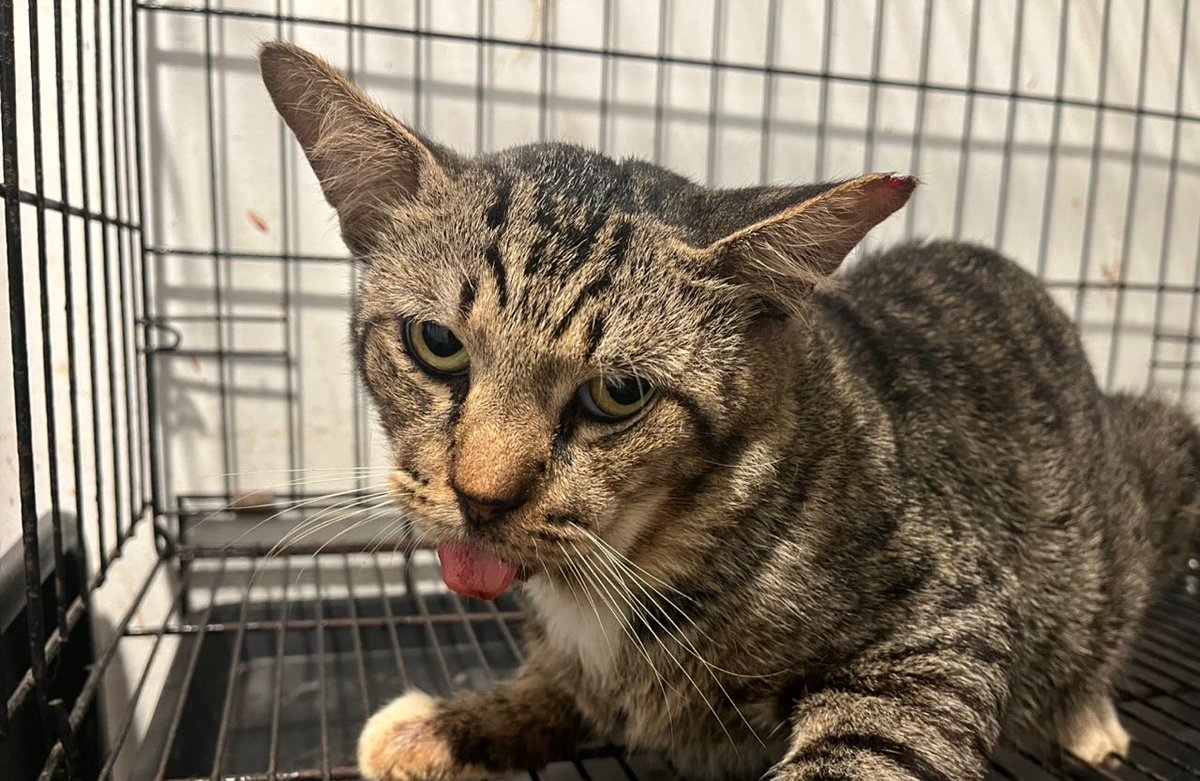 itsybitsymin's tweet photo. Hi! A quick update on poor Cicak 🥺 his teeth were in really bad condition, which explains the pain he’s been in. He had surgery today to remove the infected teeth, and he was also neutered during the procedure. https://t.co/SdCAPzWkBF