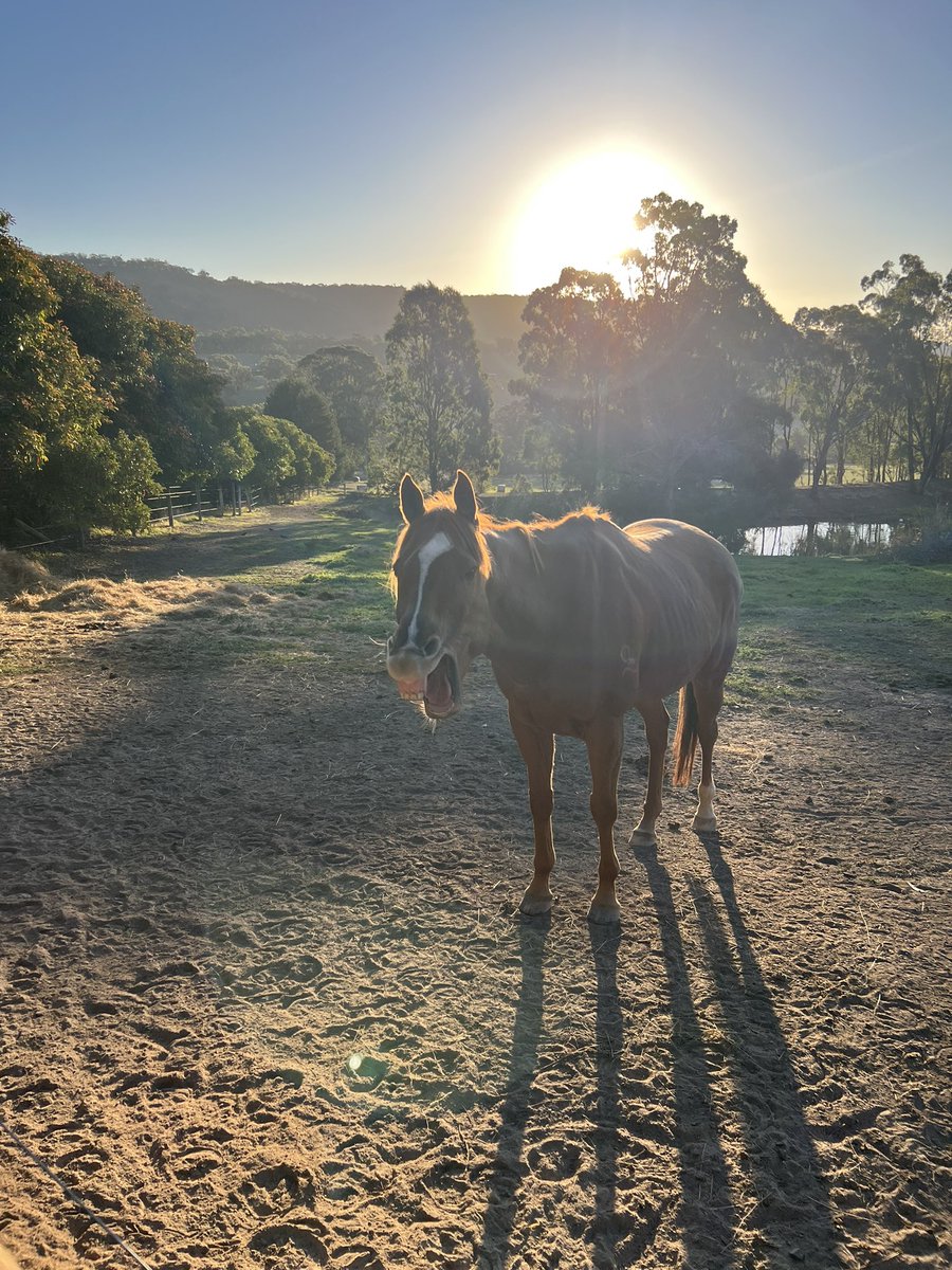 A majestic expression during sunset