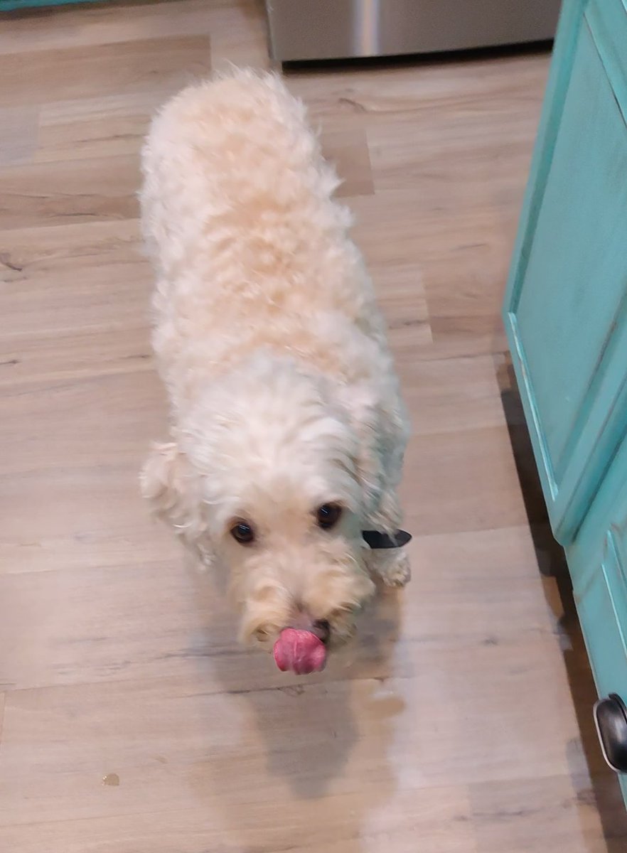 ArieDoodle's tweet image. Happy #TongueOutTuesday pals I helped make the pizza and I was also the taste tester 😋🧸😂
#dogs #GRC #AriesWorld #ArieBear