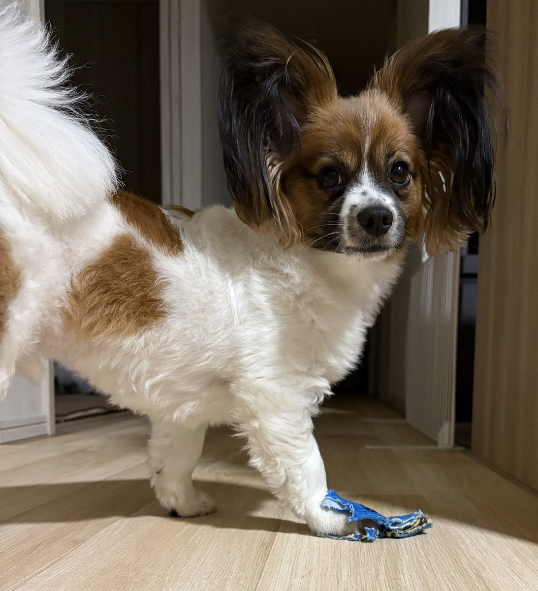 カイ@パピヨン tweet media