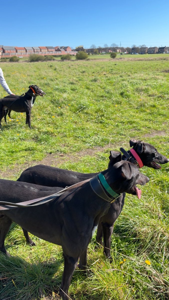 Calvert Kennels tweet media