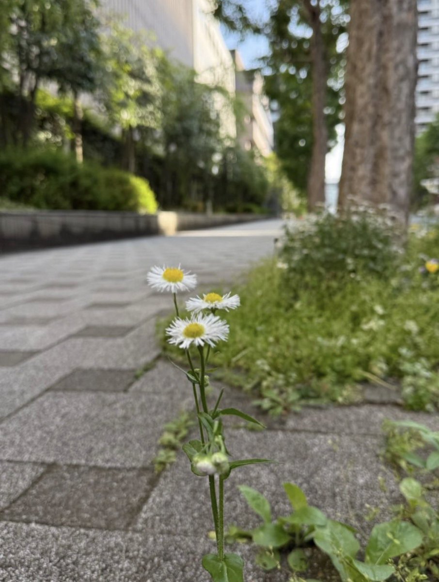 𝗇𝖺𝖼𝗁𝗂 tweet media