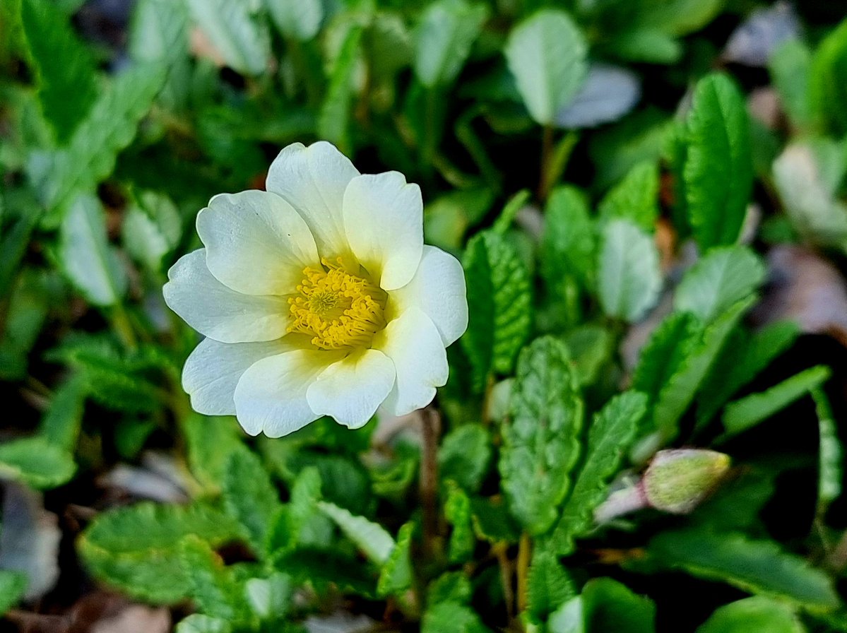 Gartenglück tweet media
