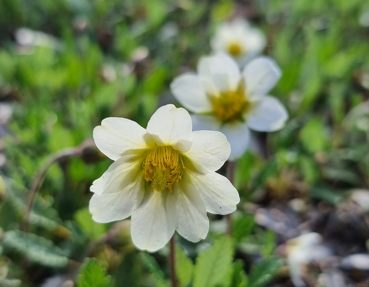 Gartenglück tweet media