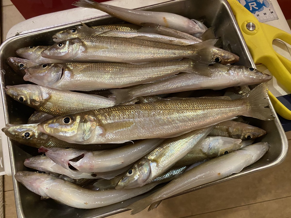 カナベル tweet media