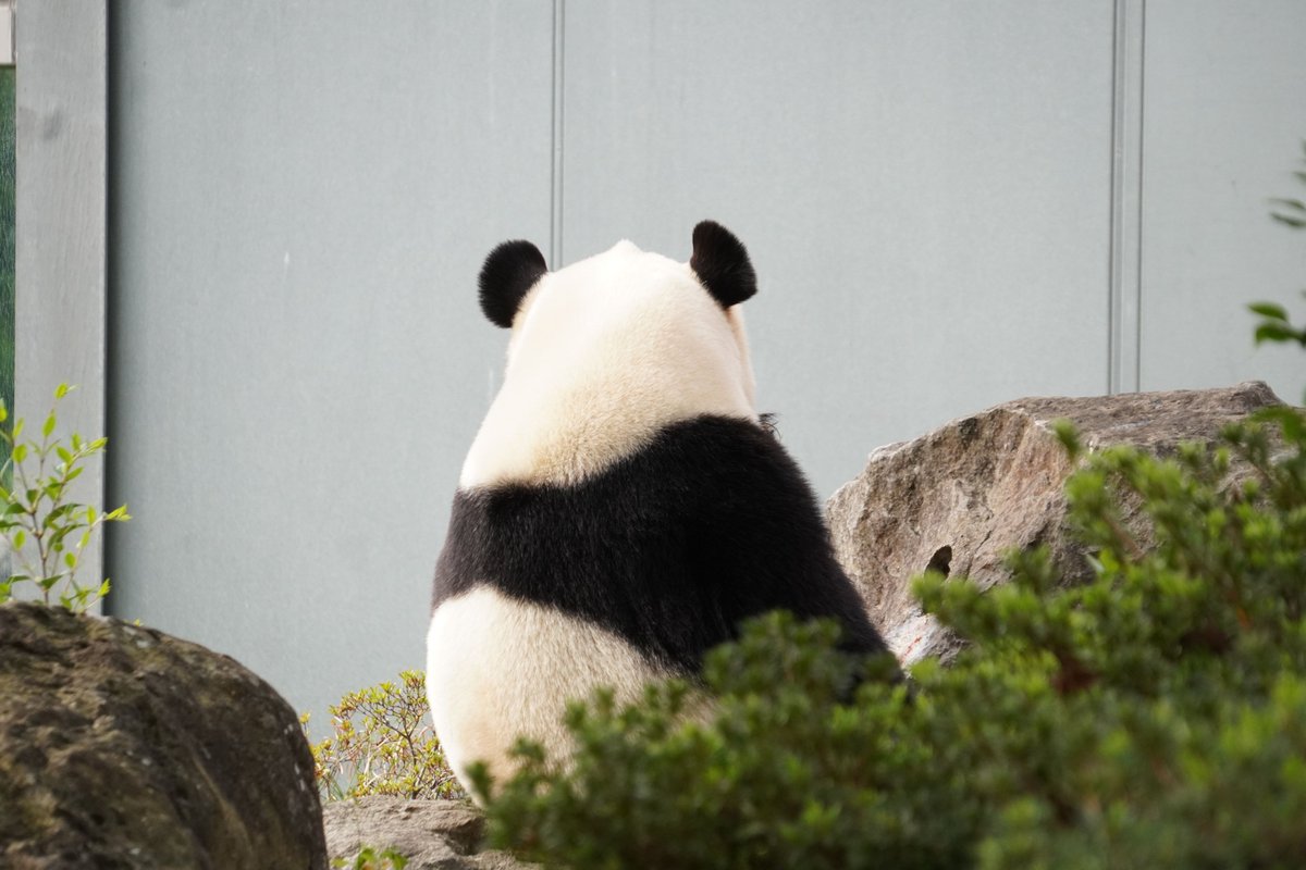 SakiSugima's tweet image. 結🎀姉ぇはちゃんとできる子です💞
📷2021.4

#結浜 #panda #アドベンチャーワールド 
#成都大熊猫繁育研究基地