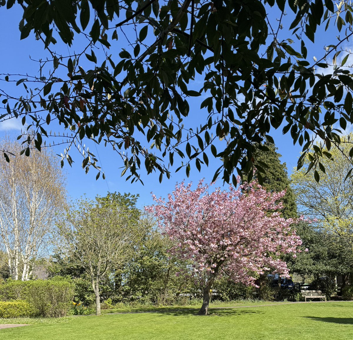nihongocolin's tweet photo. 北イギリスの花見🌸 https://t.co/z83QpMOKMY