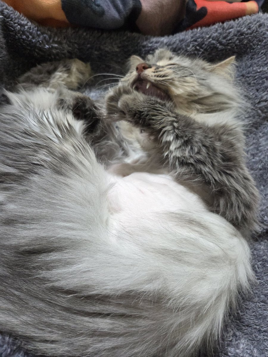 Emi Lo 🔜 KawaiiKon tweet media