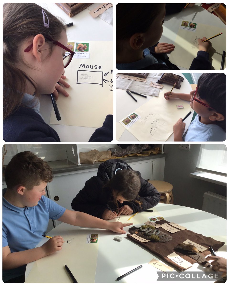 StAugustinesCPS's tweet photo. Year 4/5 have been doing scientific drawings of predators and prey! π¦π #StAugustinesScience #StAugustinesArt https://t.co/hJmyMTqVjB