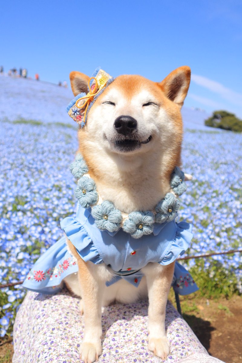 shibainu_roco's tweet photo. 犬って笑うんですね〜って今日言われたけど、笑いますよねぇ🤭 https://t.co/kVd6cDrka0