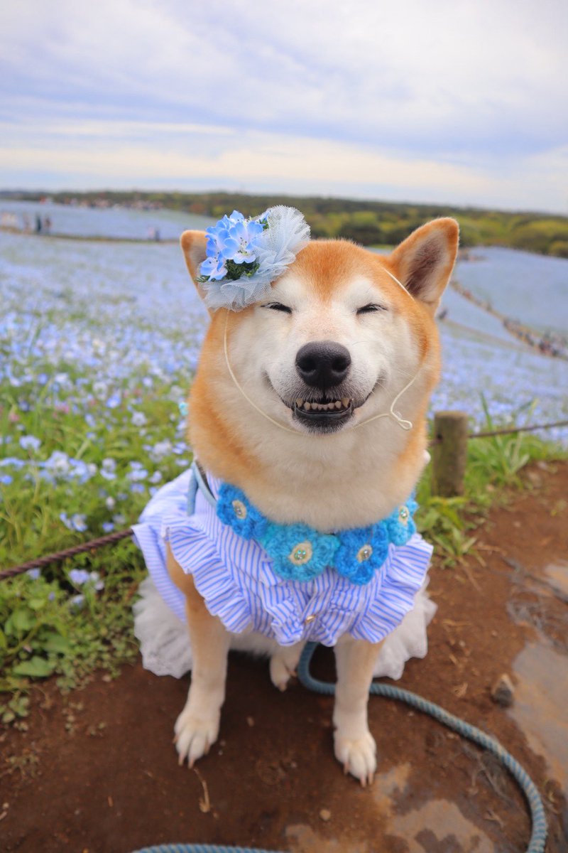 shibainu_roco's tweet photo. 犬って笑うんですね〜って今日言われたけど、笑いますよねぇ🤭 https://t.co/kVd6cDrka0