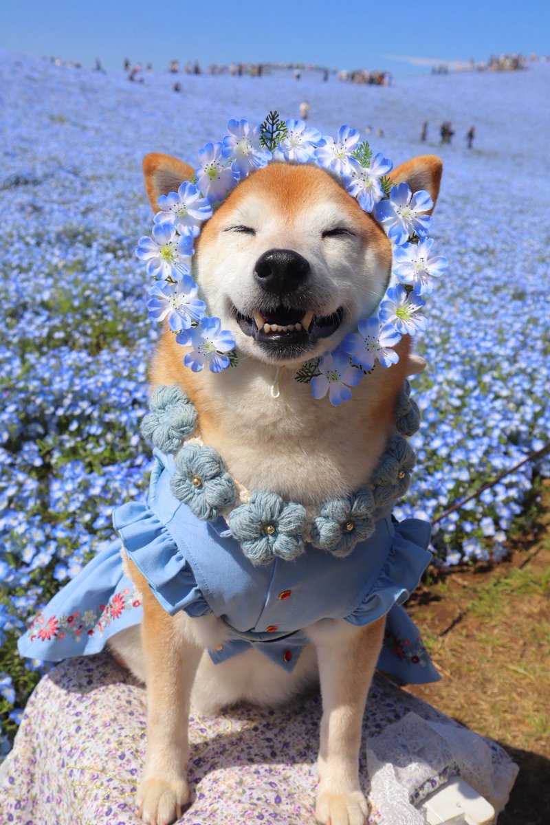 shibainu_roco's tweet photo. 犬って笑うんですね〜って今日言われたけど、笑いますよねぇ🤭 https://t.co/kVd6cDrka0