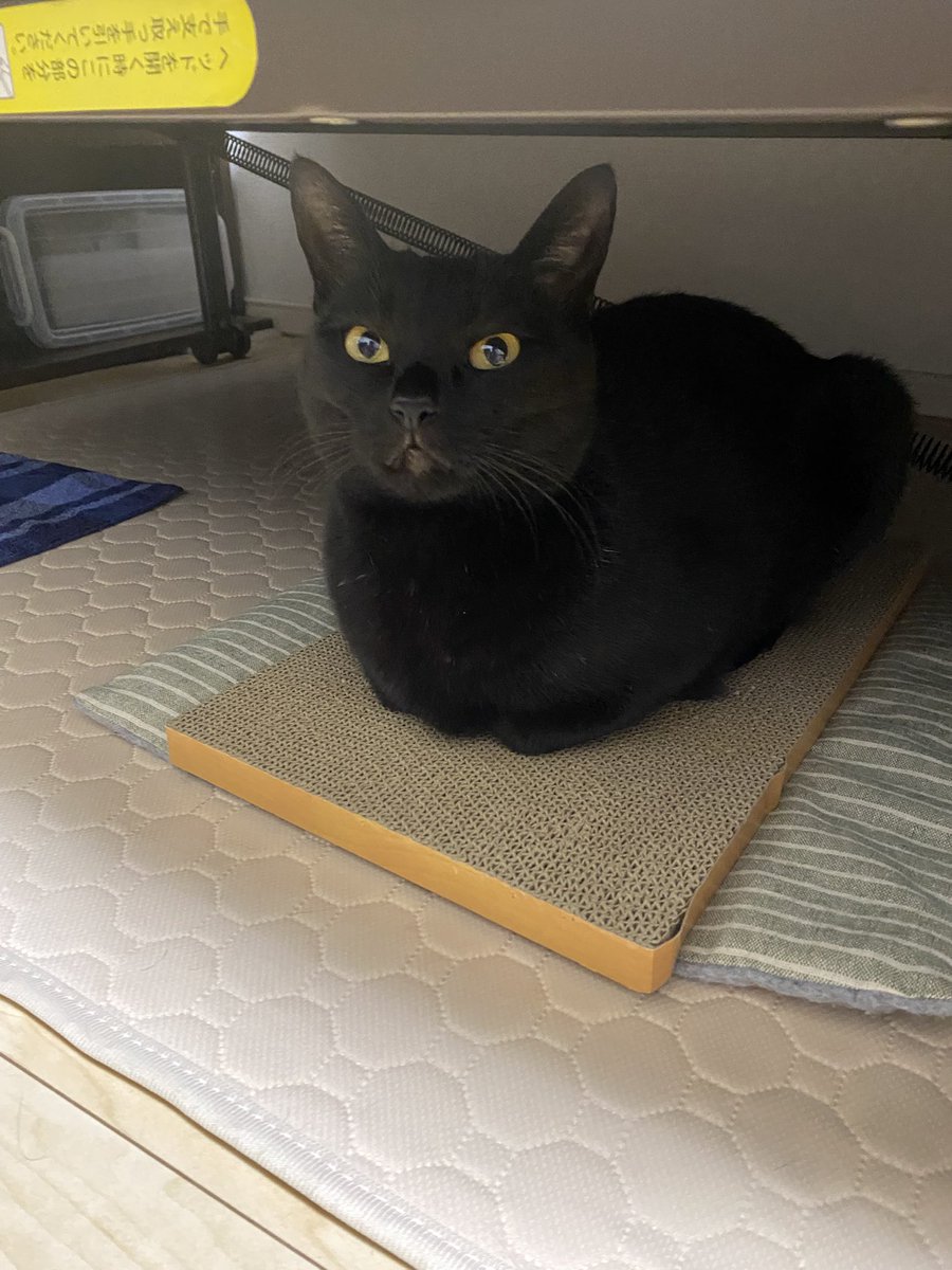 youpi🐈‍⬛黒猫 tweet media