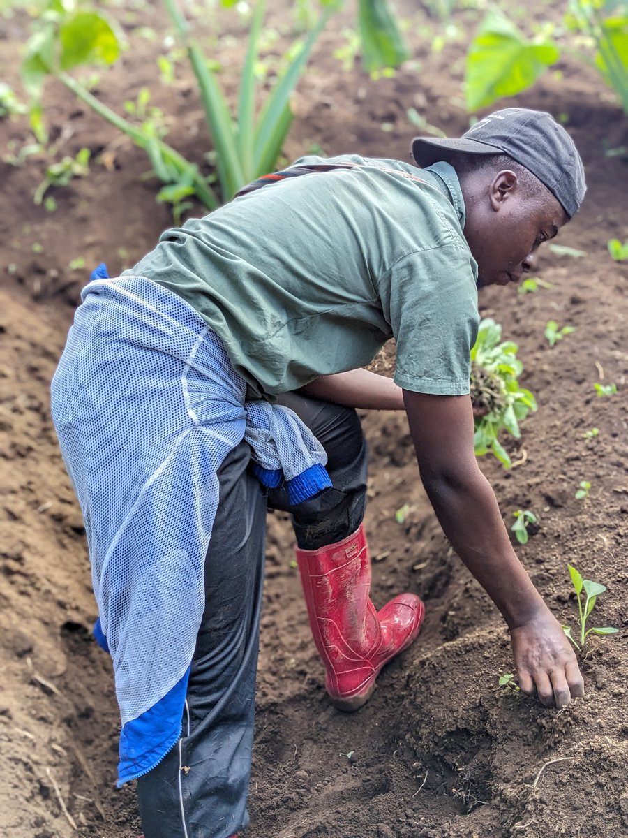 On oublie souvent que sans agriculteurs, rien ne pousse. Rien ne remplit nos assiettes. Rien ne tient debout. Soutenons ceux qui nourrissent le monde, ceux qui travaillent dans l’ombre et ne demandent rien, sauf du respect...<a href="/Ghislainkibanc1/">The Farmer Ghislain 🇨🇩</a> 
Good day waku lima