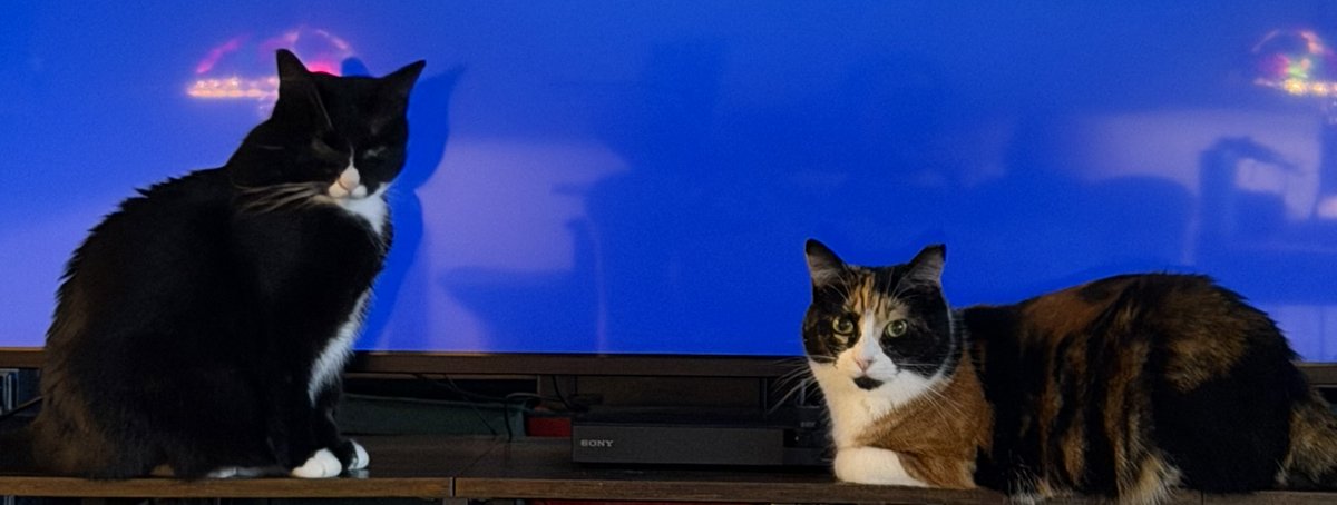 1105mcva's tweet photo. My cats ask what happened to CatTV? I tried to explain the internet to them but you can see where Cassie quit listening. Katie seems like she isn't really listening either but is being more polite.
My cats have their needs. The birds must be touched.
#CatTV #TuesdayTrivia https://t.co/hqLVAur63v