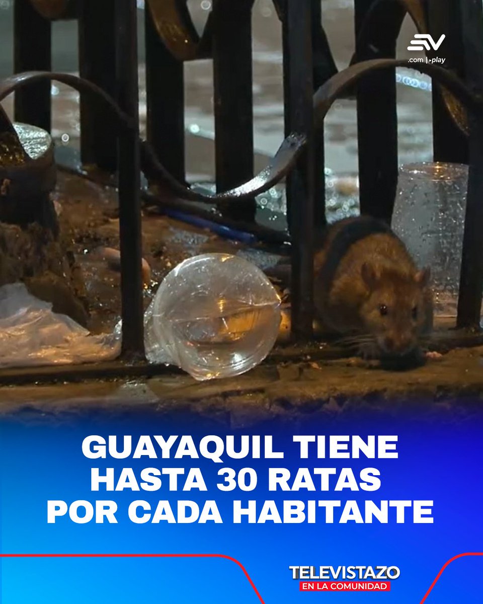 📍 #Guayaquil 🚨 La Bahía concentra uno de los mayores focos, con al menos 500 madrigueras en medio de basura y alta actividad comercial. 📲 bit.ly/4cSt34d