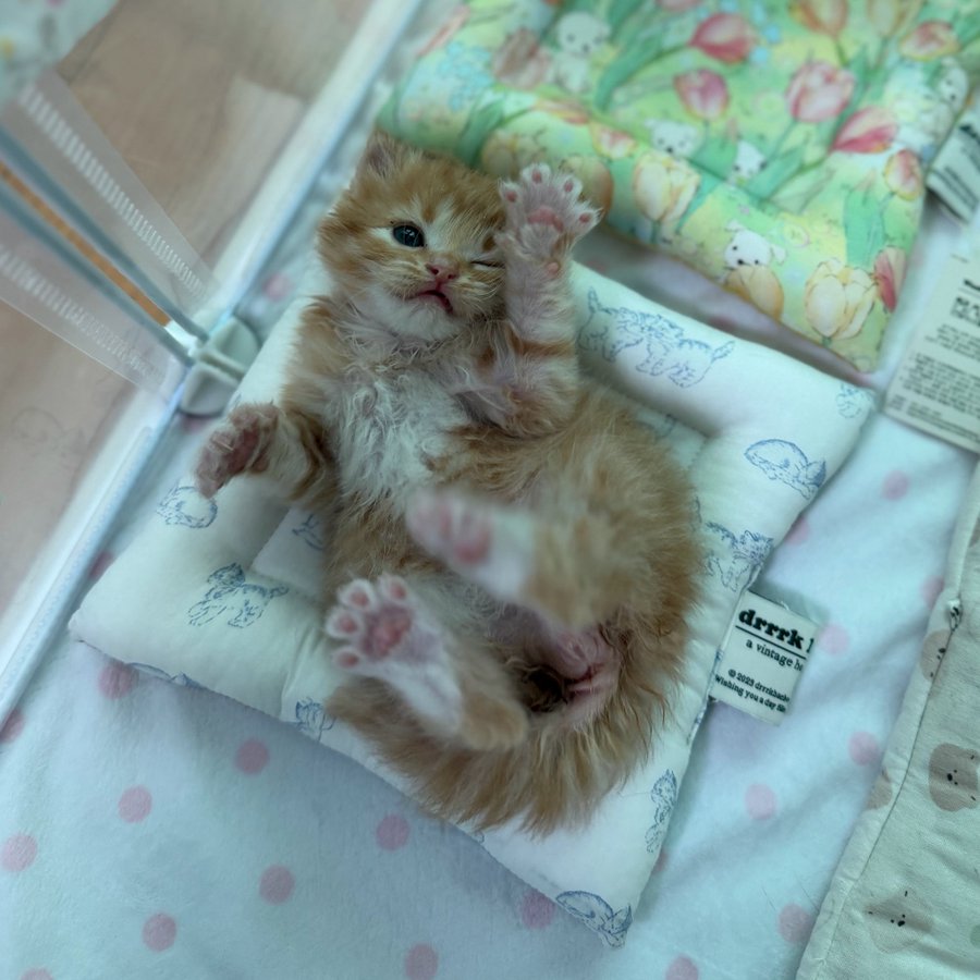 Cat 🐈 tweet media