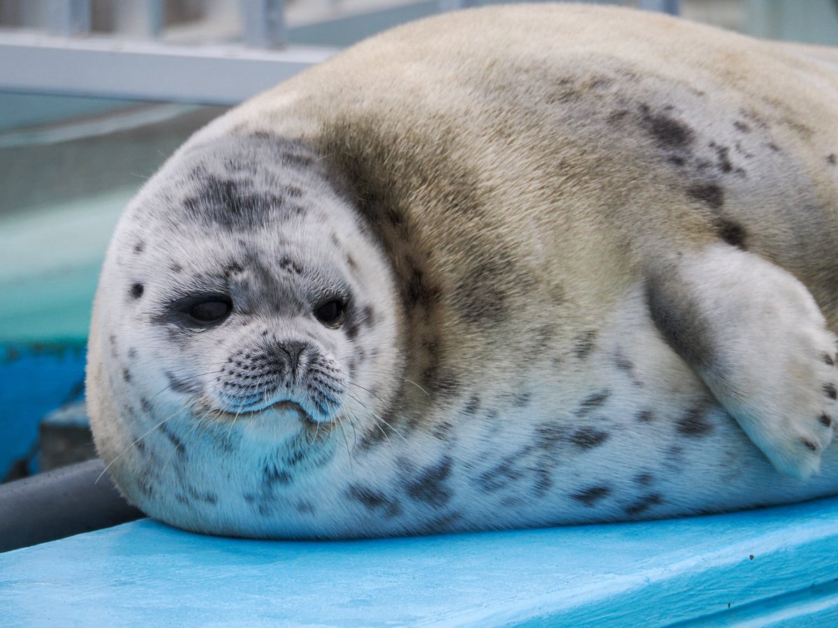 inaka_tua's tweet image. 【とっかりセンター】

400円で可愛い子達見放題だなんて🤦🏻‍♂️🦭

#あざらし #OM1 #Mzuiko75300mm