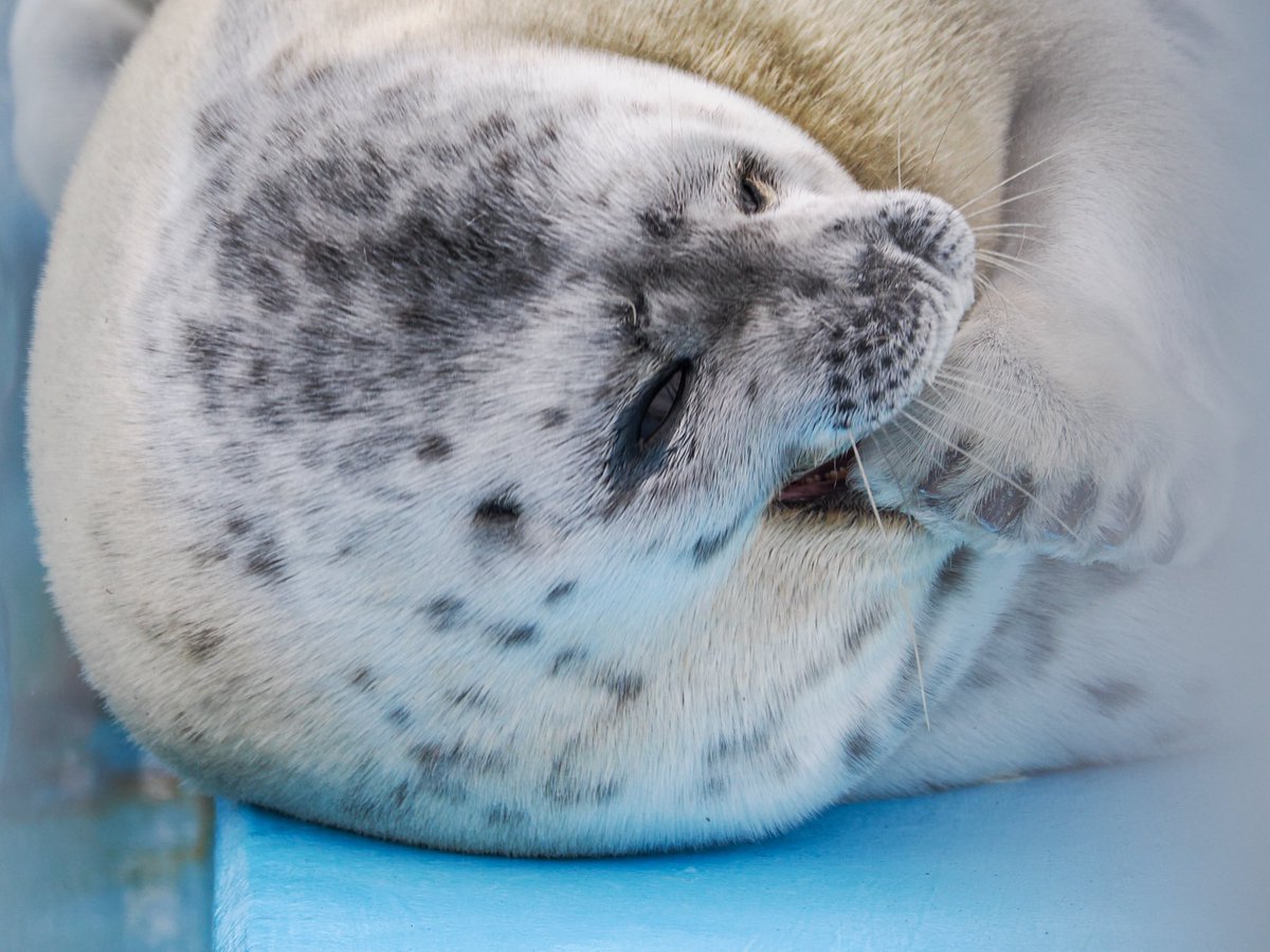 inaka_tua's tweet image. 【とっかりセンター】

400円で可愛い子達見放題だなんて🤦🏻‍♂️🦭

#あざらし #OM1 #Mzuiko75300mm