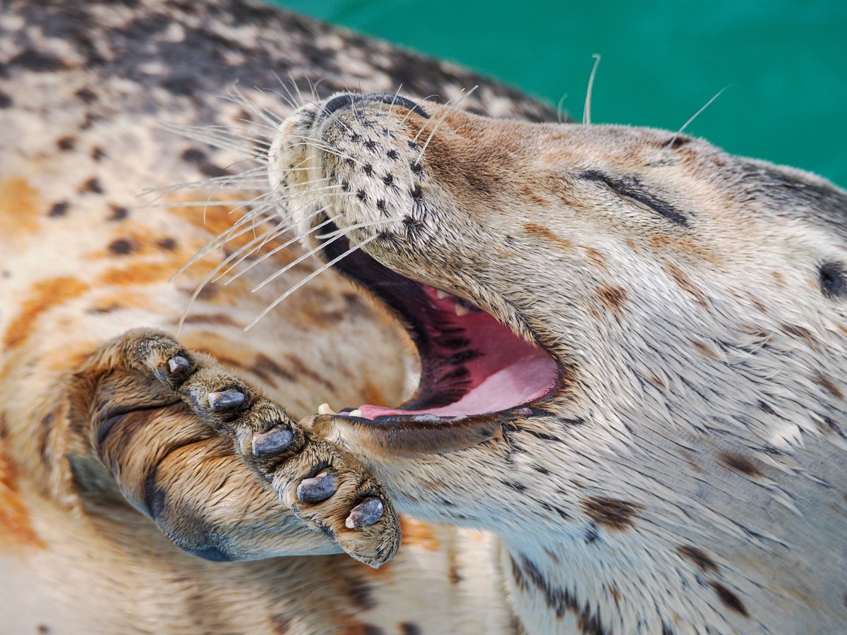 inaka_tua's tweet image. 【とっかりセンター】

400円で可愛い子達見放題だなんて🤦🏻‍♂️🦭

#あざらし #OM1 #Mzuiko75300mm