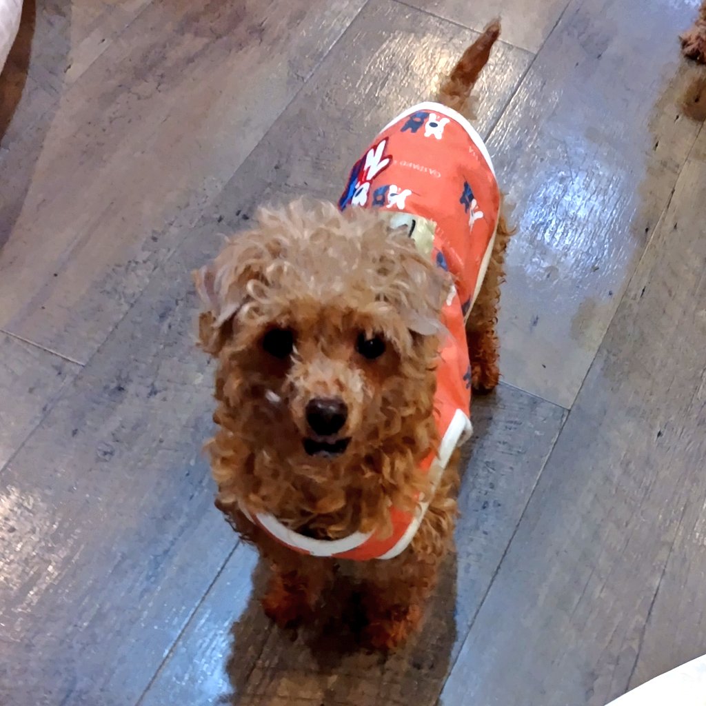 保護犬カフェ®鶴橋店 tweet media