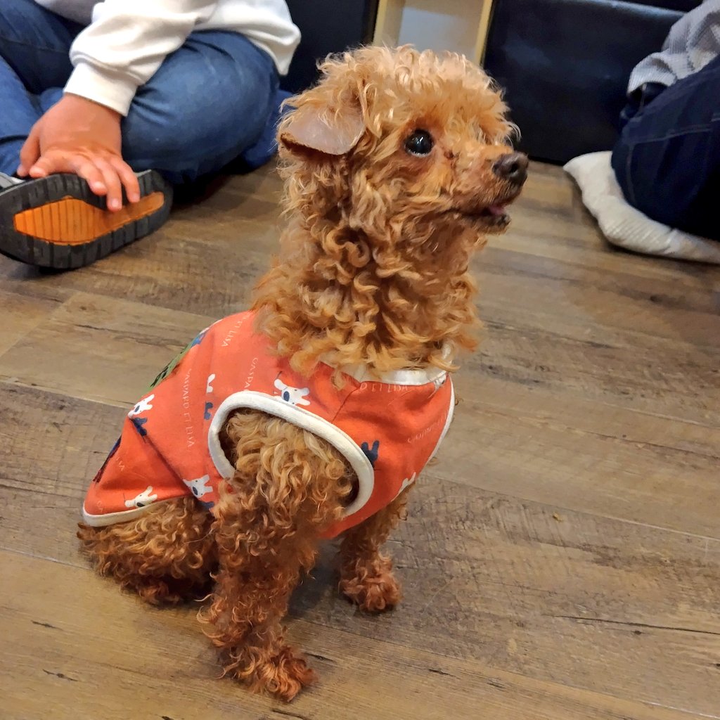 保護犬カフェ®鶴橋店 tweet media