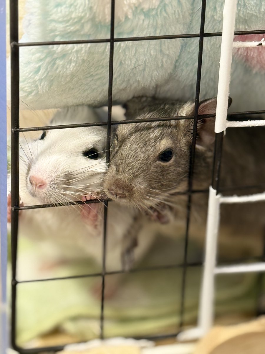 ←飼い主を見たい　　えばがすきなだけ→