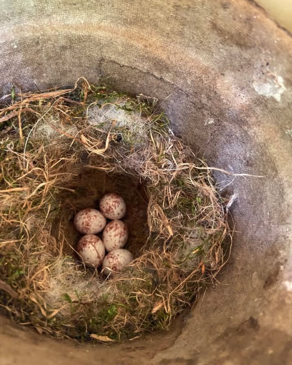 Wake County Parks tweet media