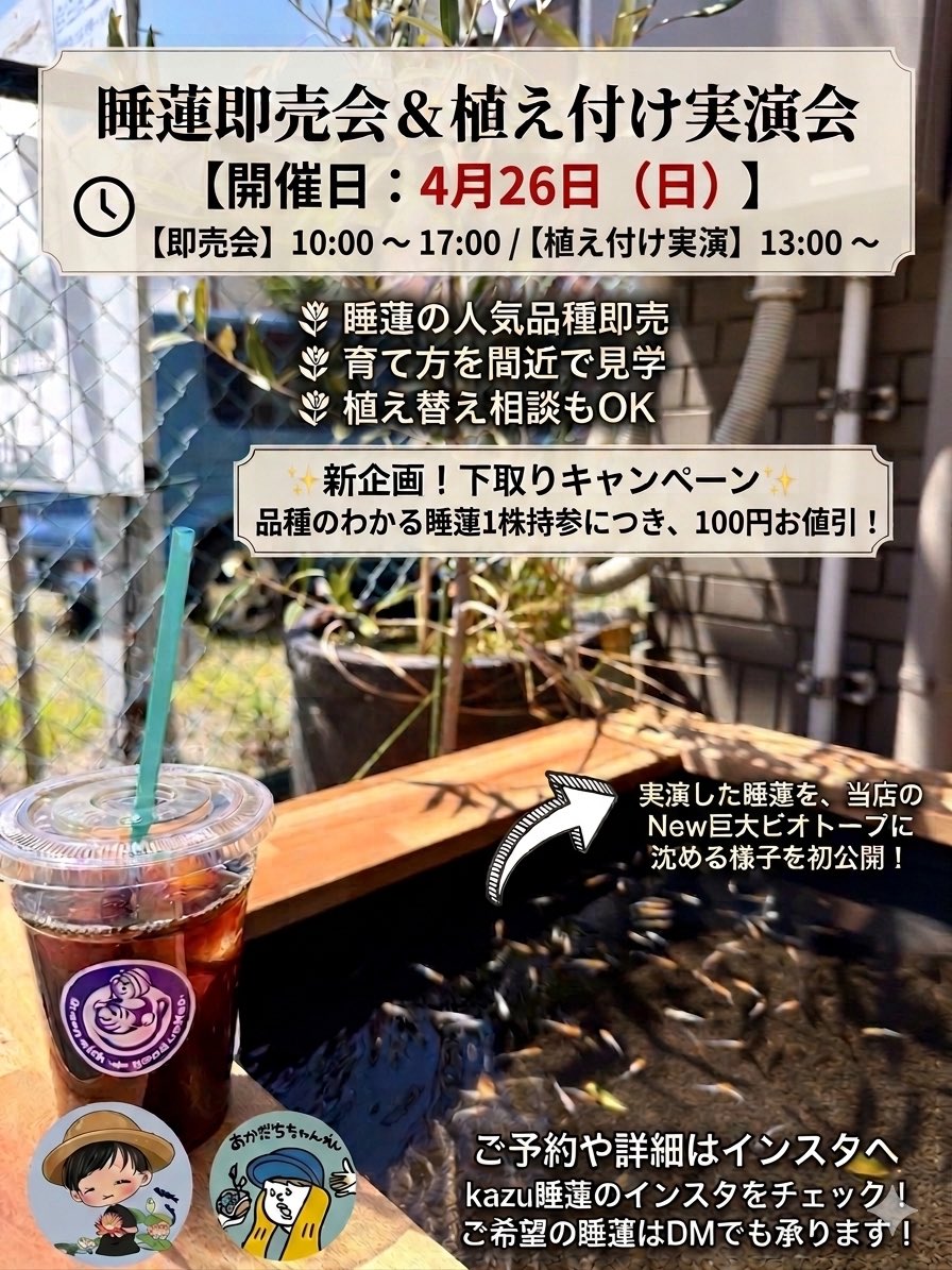 kazuのメダカ睡蓮ビオトープ tweet media